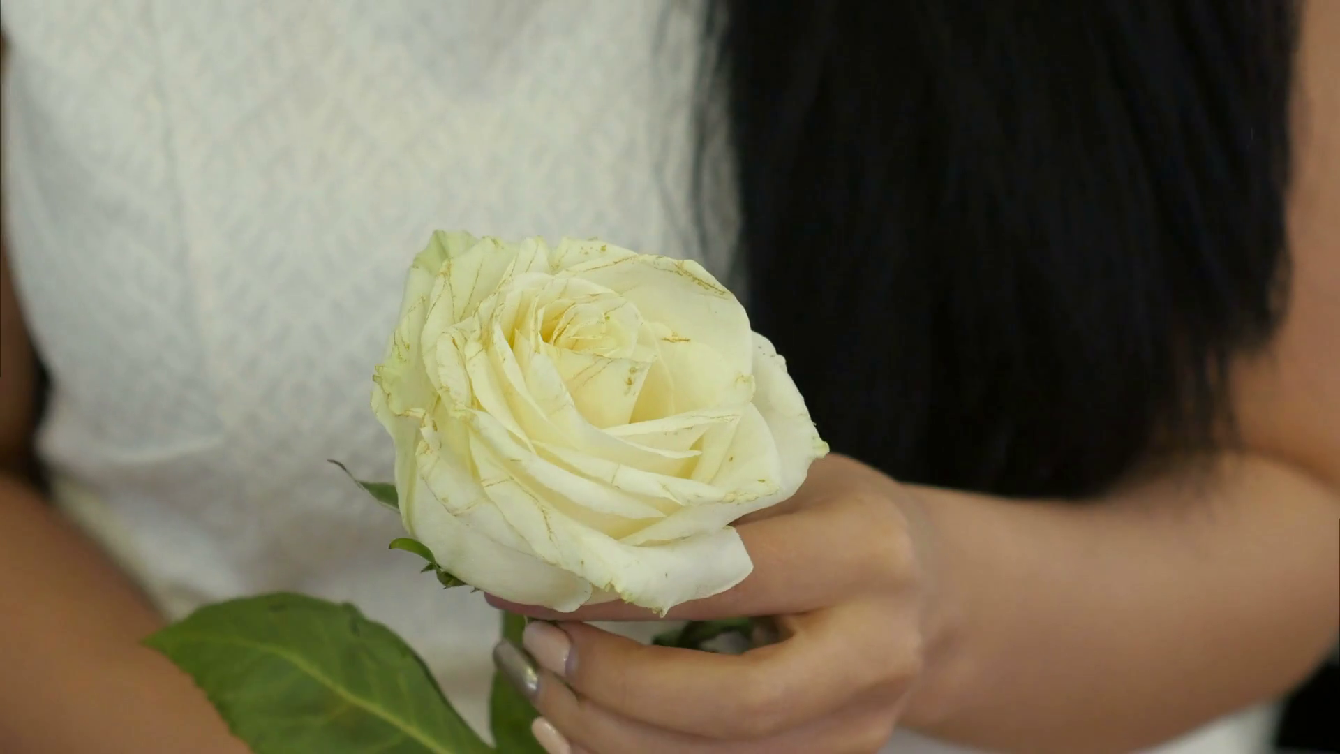 Female hands touching white rose Stock Video Footage 0020 SBV
