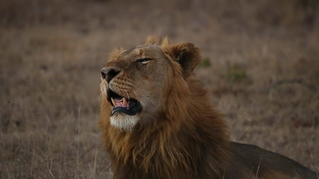 Lion Roar Stock Footage: Royalty-Free Video Clips - Storyblocks