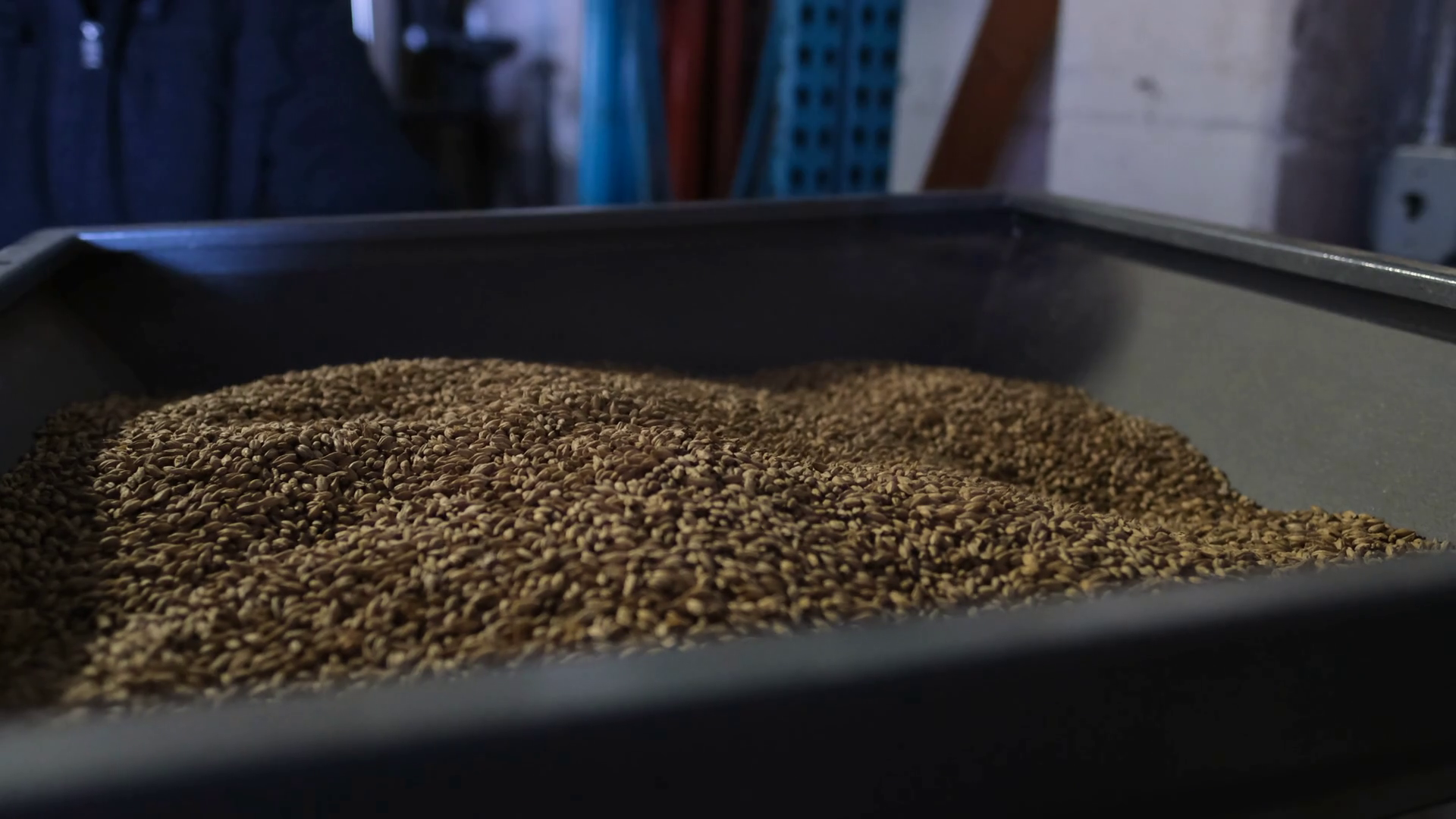 Milling Malted Barley for Beer Brewing Close Up Stock Video Footage 00