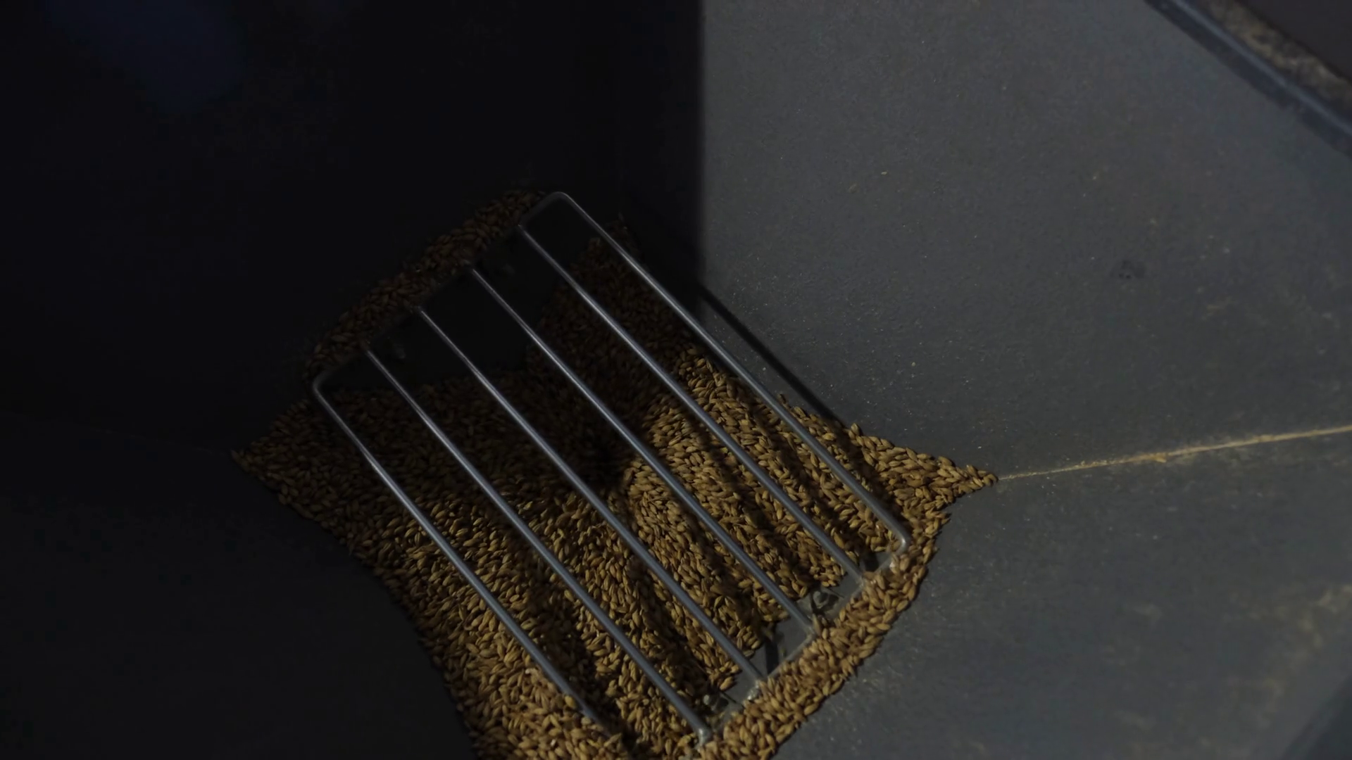 Malted Barley On Milling Grinding Machine Stock Footage SBV346405875