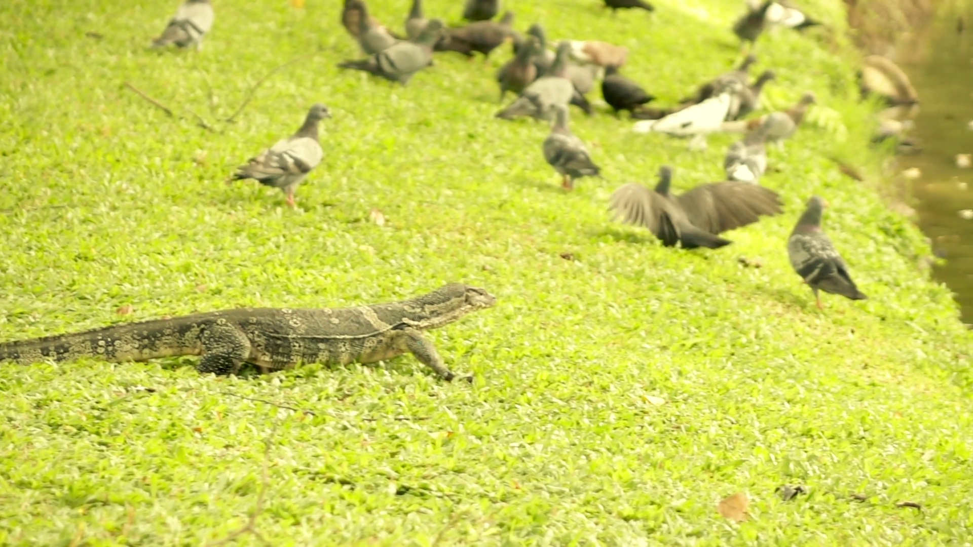 Monitor lizard hunting pigeons in park super slow motion Stock Video