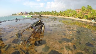 Timelapse of crabs running on rocks in Sri Lanka.