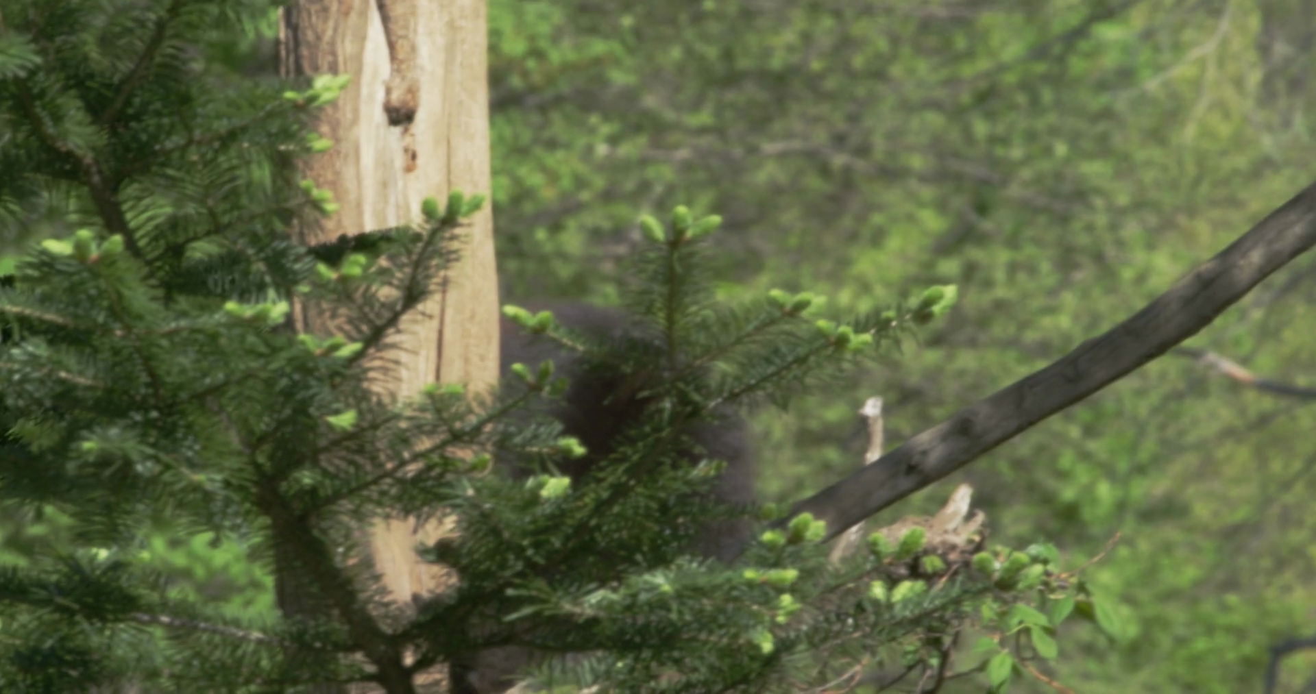 Black Bear In Forest Stock Footage SBV-347559748 - Storyblocks