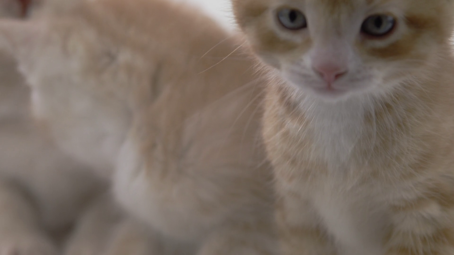 Cute Kittens On White Background Stock Footage SBV347710304 Storyblocks