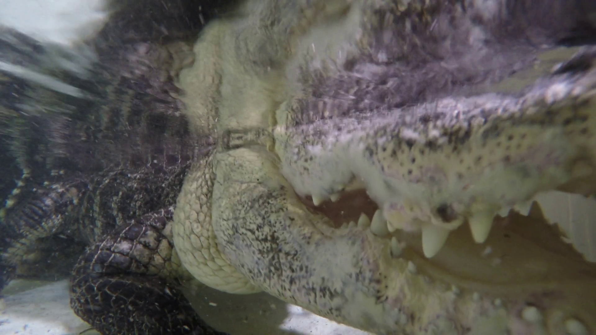 Alligator Submerged Biting At Camera Stock Footage SBV-347716889 ...
