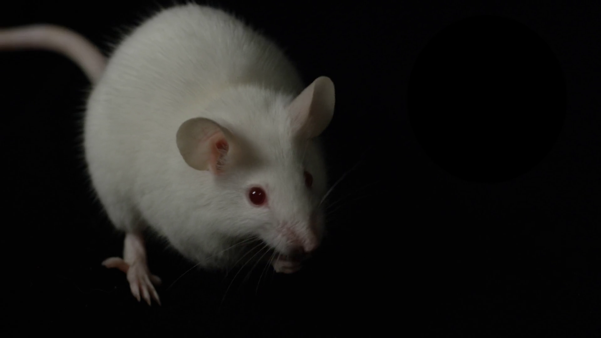 Animal Testing Albino Mouse Cleaning On Stock Footage SBV-347719564 ...