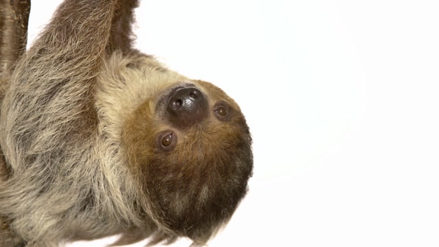 Two Toed Sloth Stock Footage: Royalty-Free Video Clips - Storyblocks