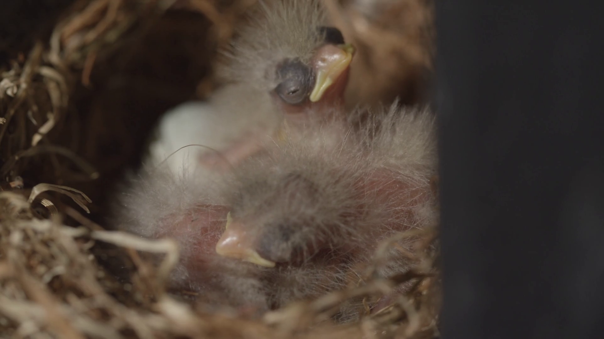 Baby Birds Cuddling For Warmth In The Nest 1 Stock Video Footage 0008