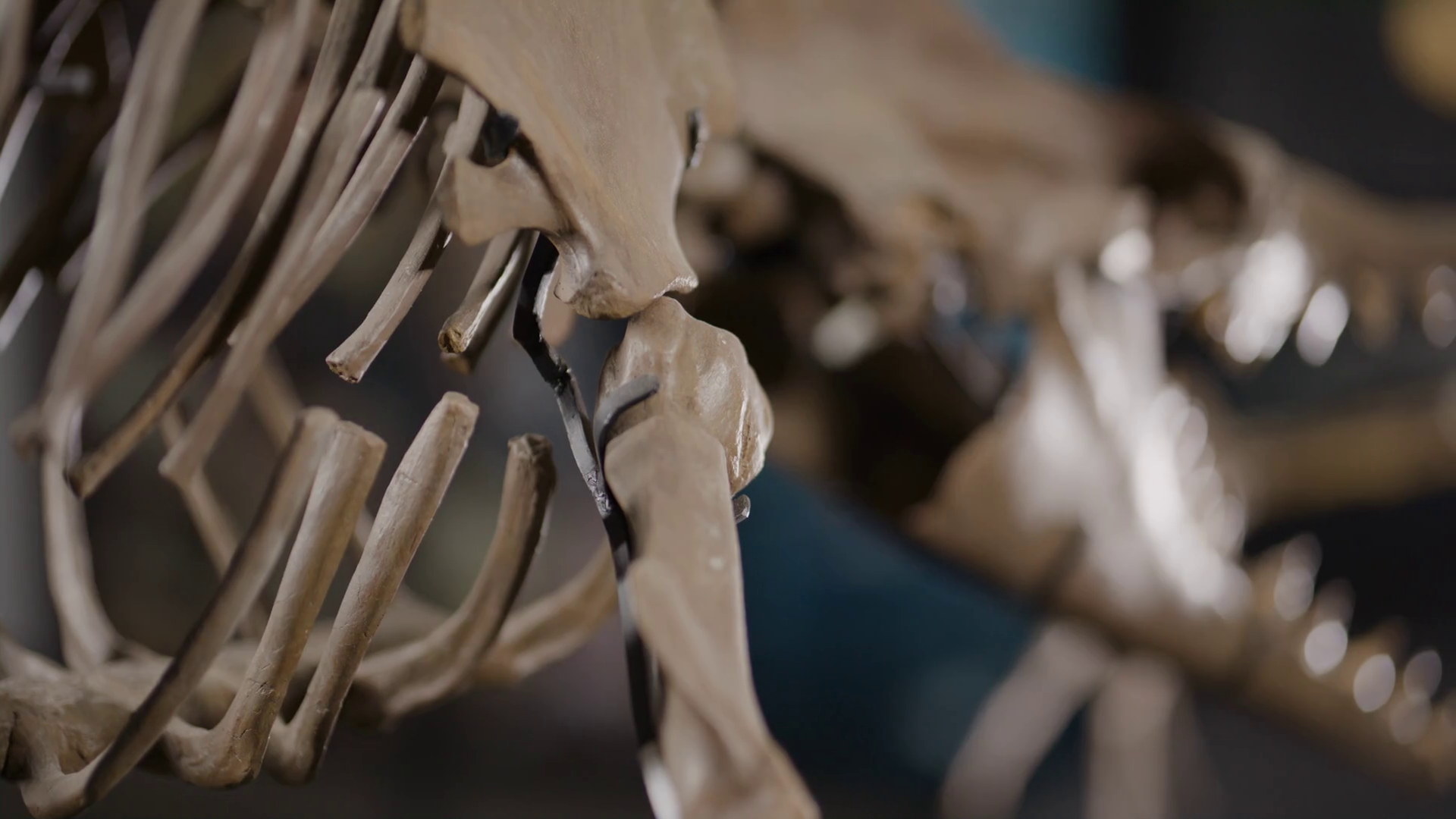 Basilosaurus Dinosaur Skeleton On Display Stock Footage SBV-348753721 ...