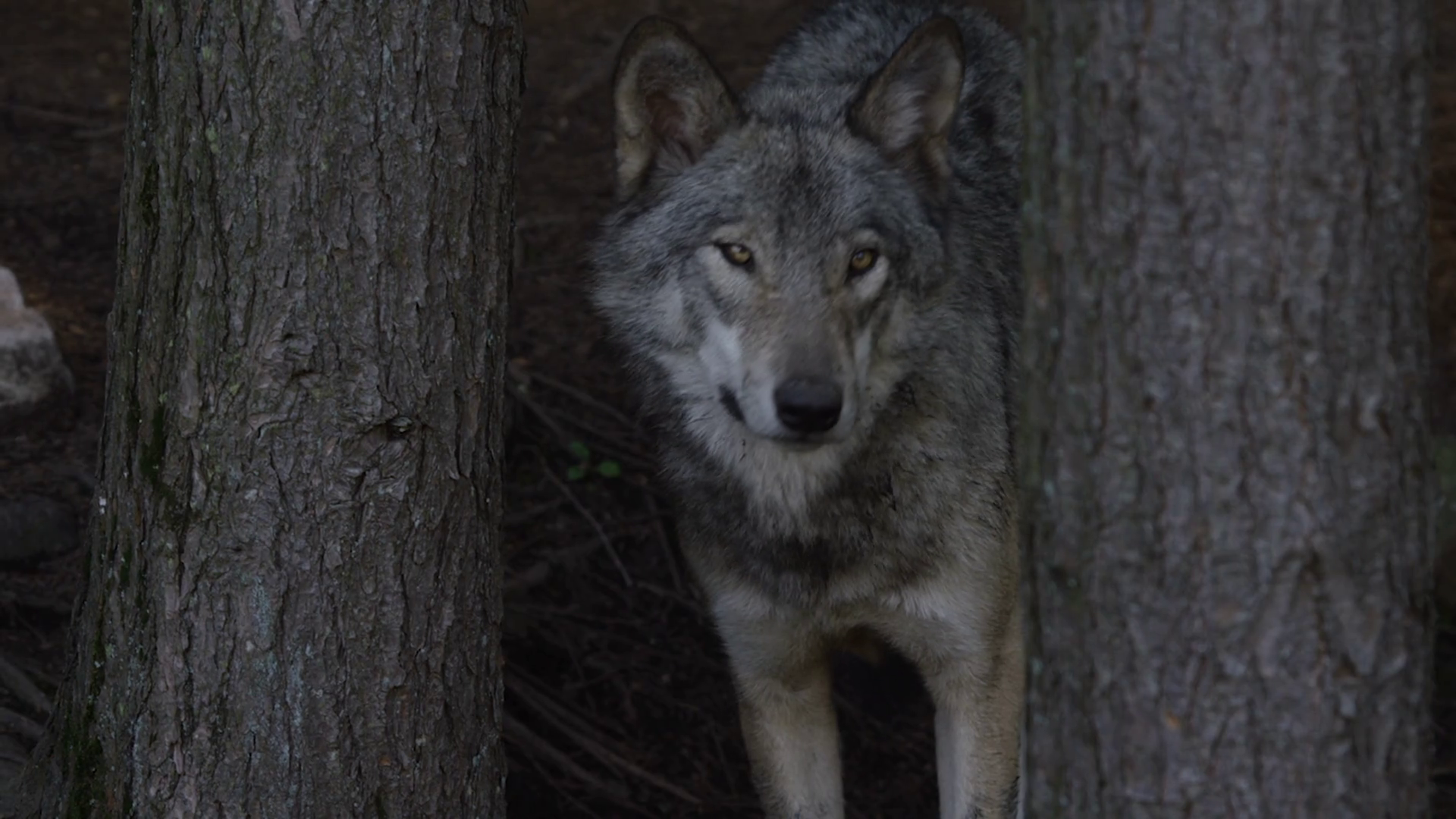 Canadian Wildlife Wolf Standing Behind Tree 1 Stock Footage SBV ...