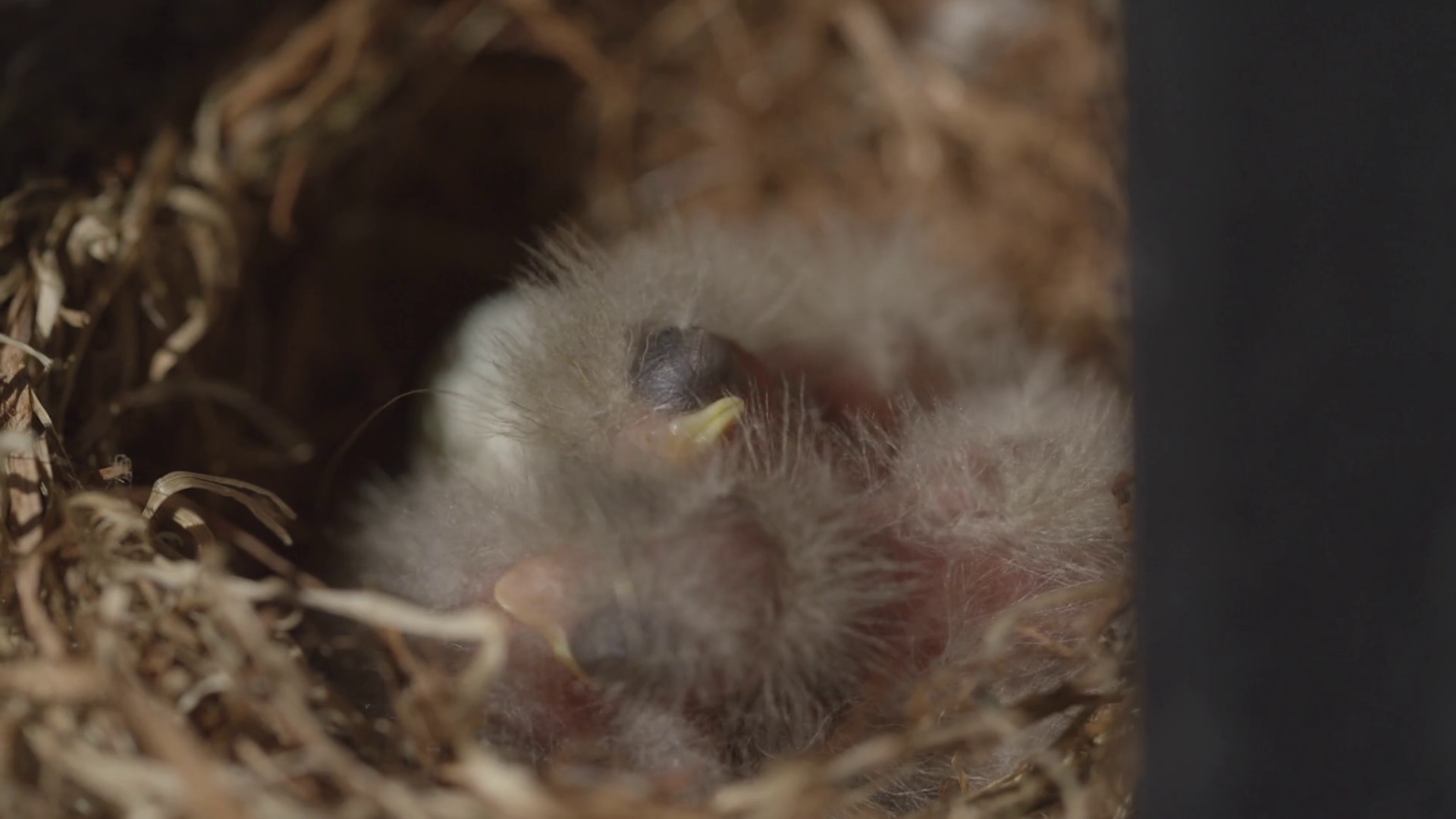 Close Up Macro Of Finch Hatchlings 1 Stock Video Footage 0011 SBV