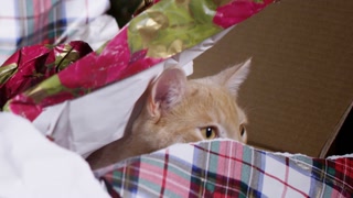Close Up Of Cat Peeking Head In Christmas Present Box