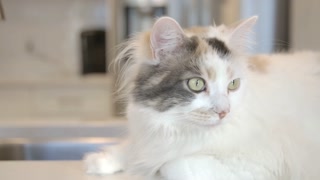Household Pet Pretty Kitty In The Kitchen