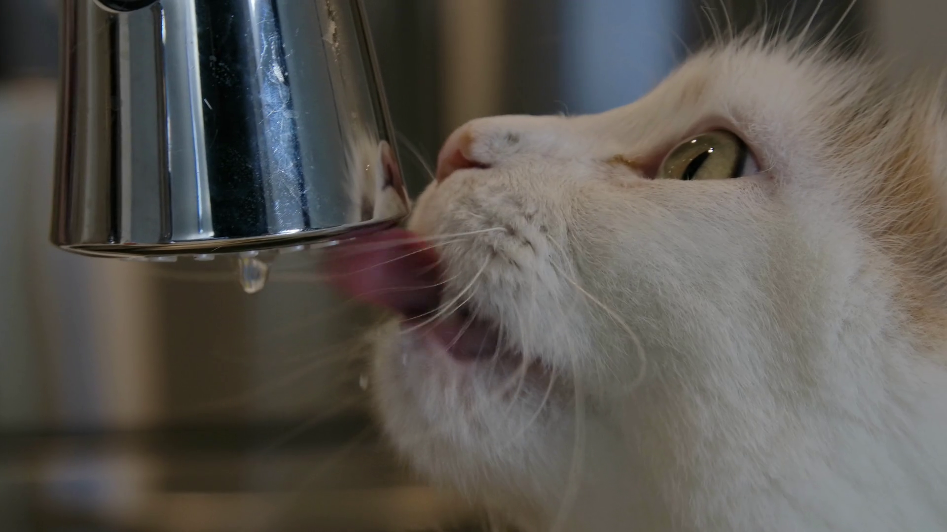 Household Pet Thirsty Cat Taking Drink From Stock Footage SBV348568071
