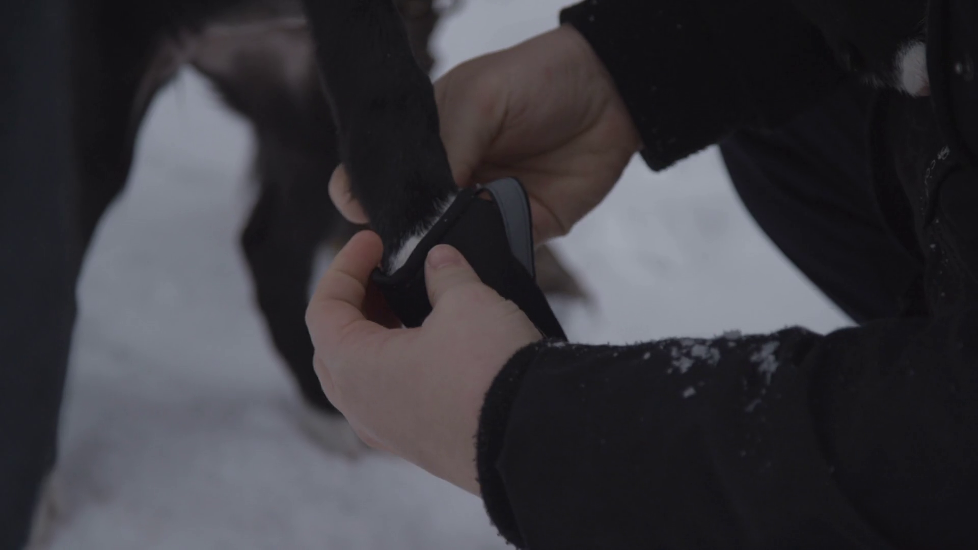Putting Winter Boots On Puppy 1 Stock Footage SBV346670622 Storyblocks