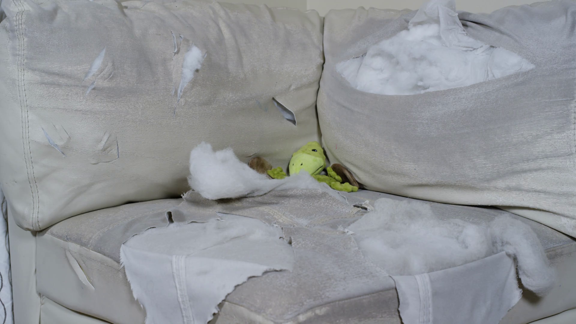 Ruined Furniture Boston Terrier Grabbing Toy Stock Footage SBV