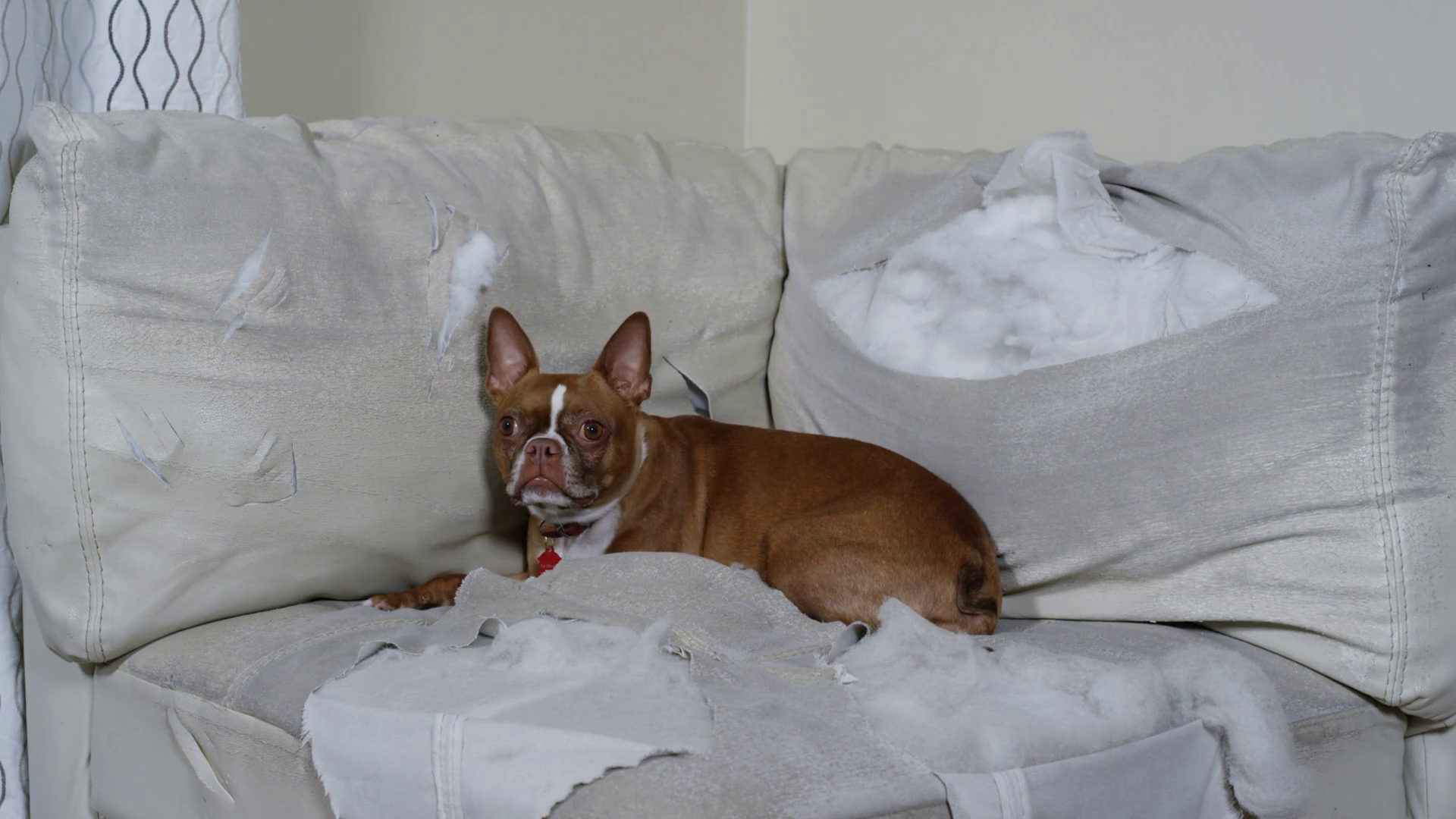 Ruined Furniture Guilty Dog Lying On Wrecked Stock Footage SBV