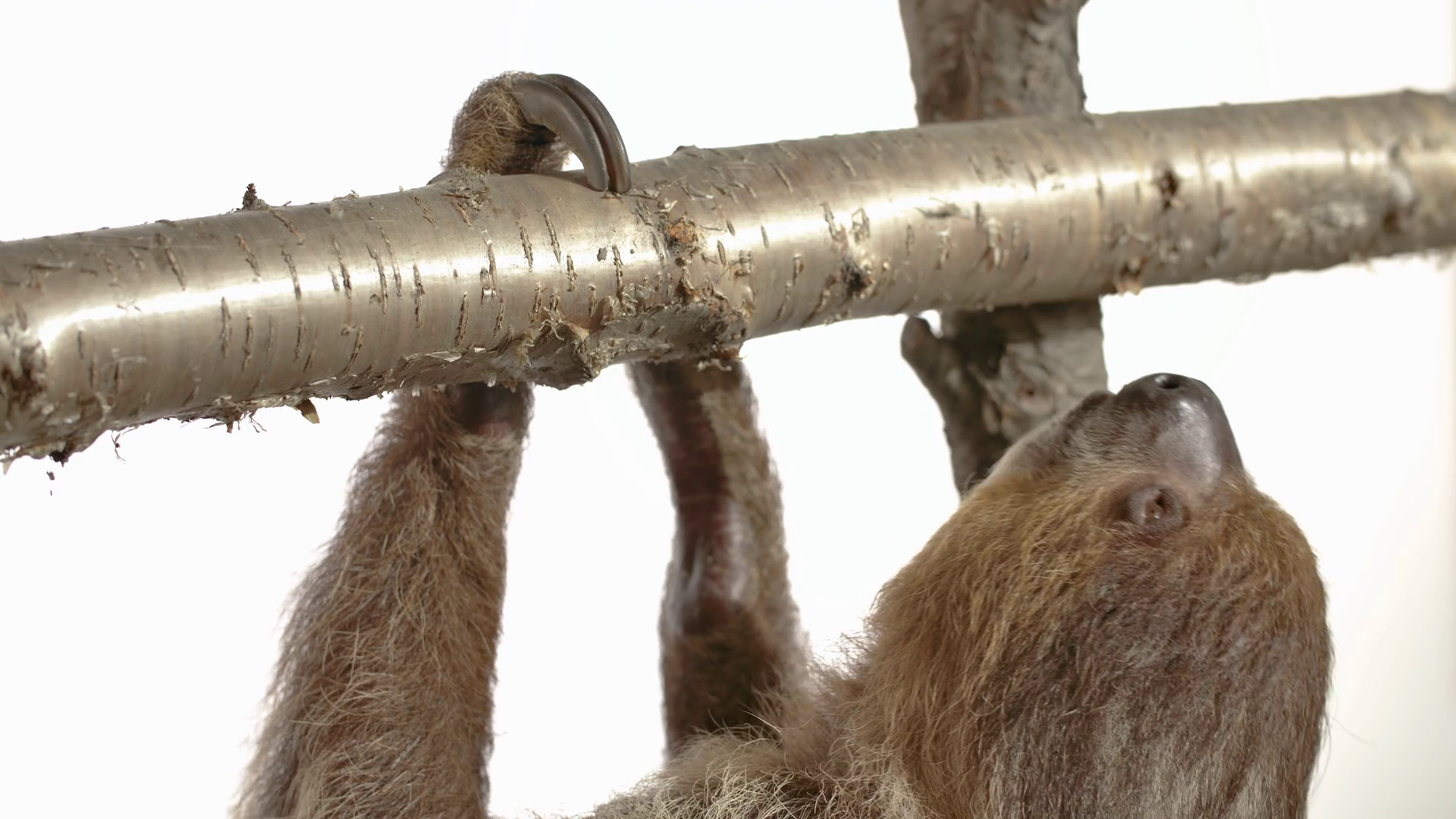 Sloth Hanging Eating Food On White Background Stock Footage SBV ...