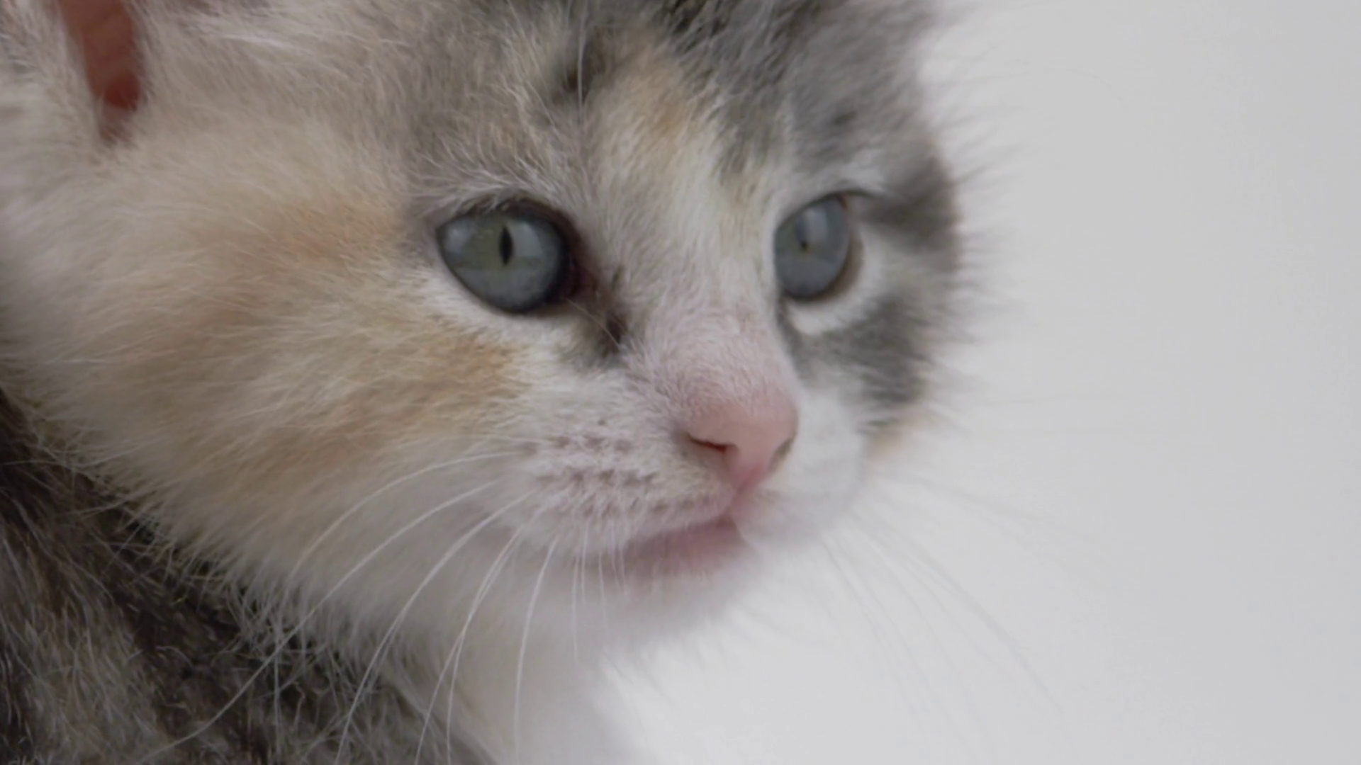 White Background Adorable Baby Kittens On Stock Footage SBV348392596