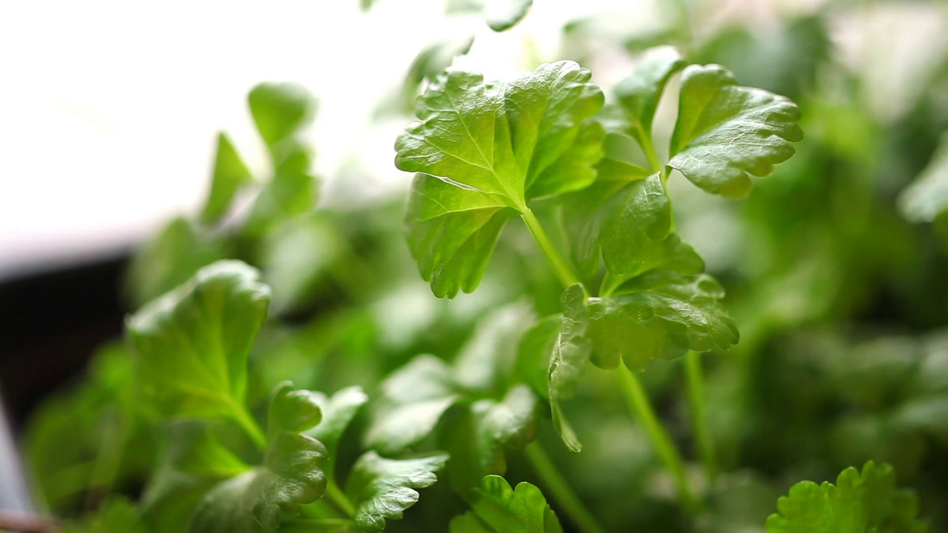 Celery Seedling. Panorama of Celery Seedling Stock Video Footage 0013