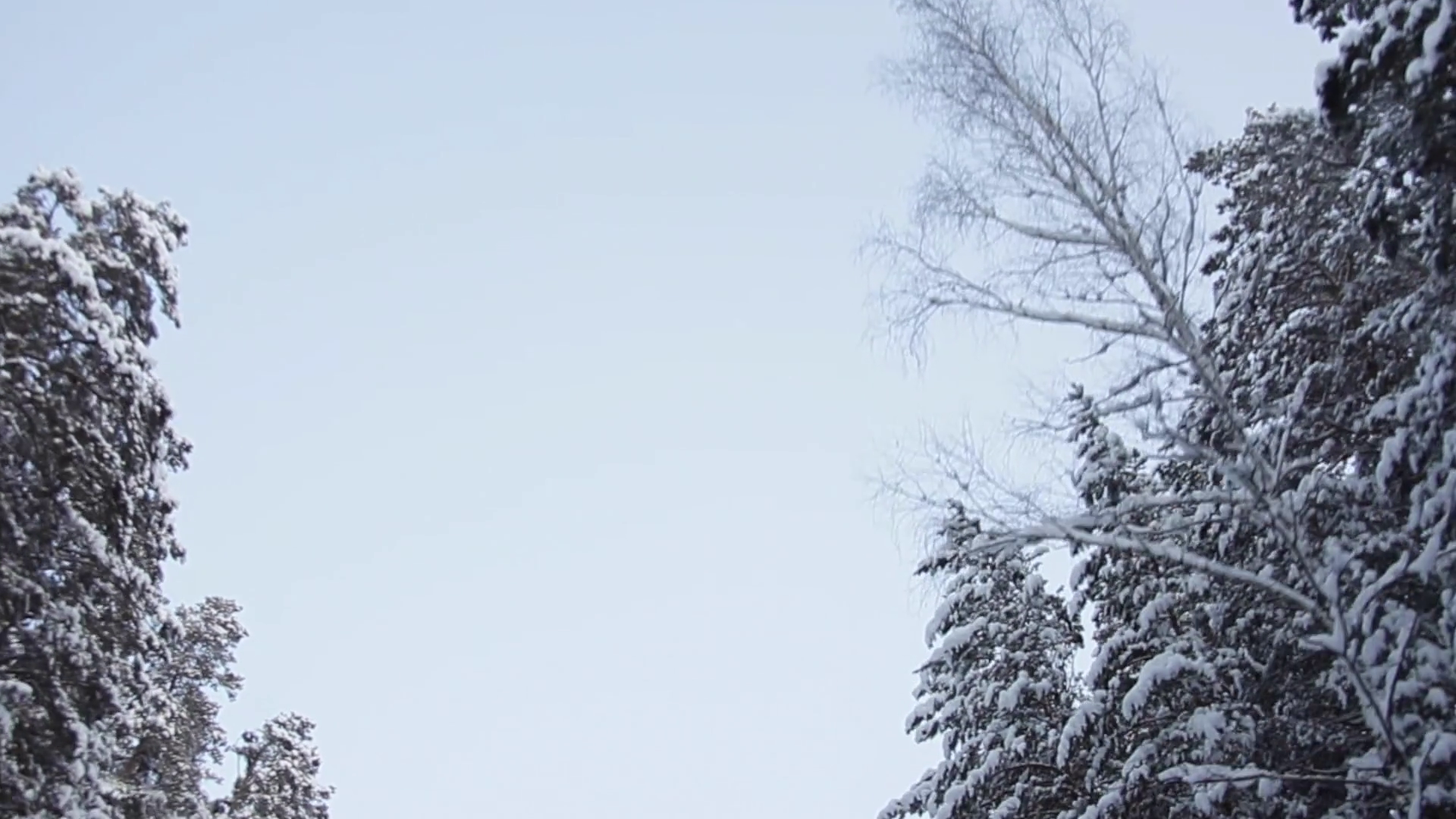Winter Sky Through The Tops Of Snow Covered Pine Trees Stock Video Footage Storyblocks