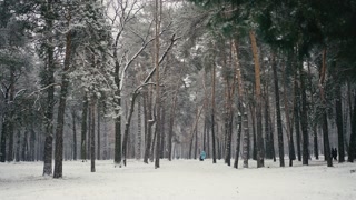 Winter-time scene of people walking in pine tree forest under snowfall, slow motion
