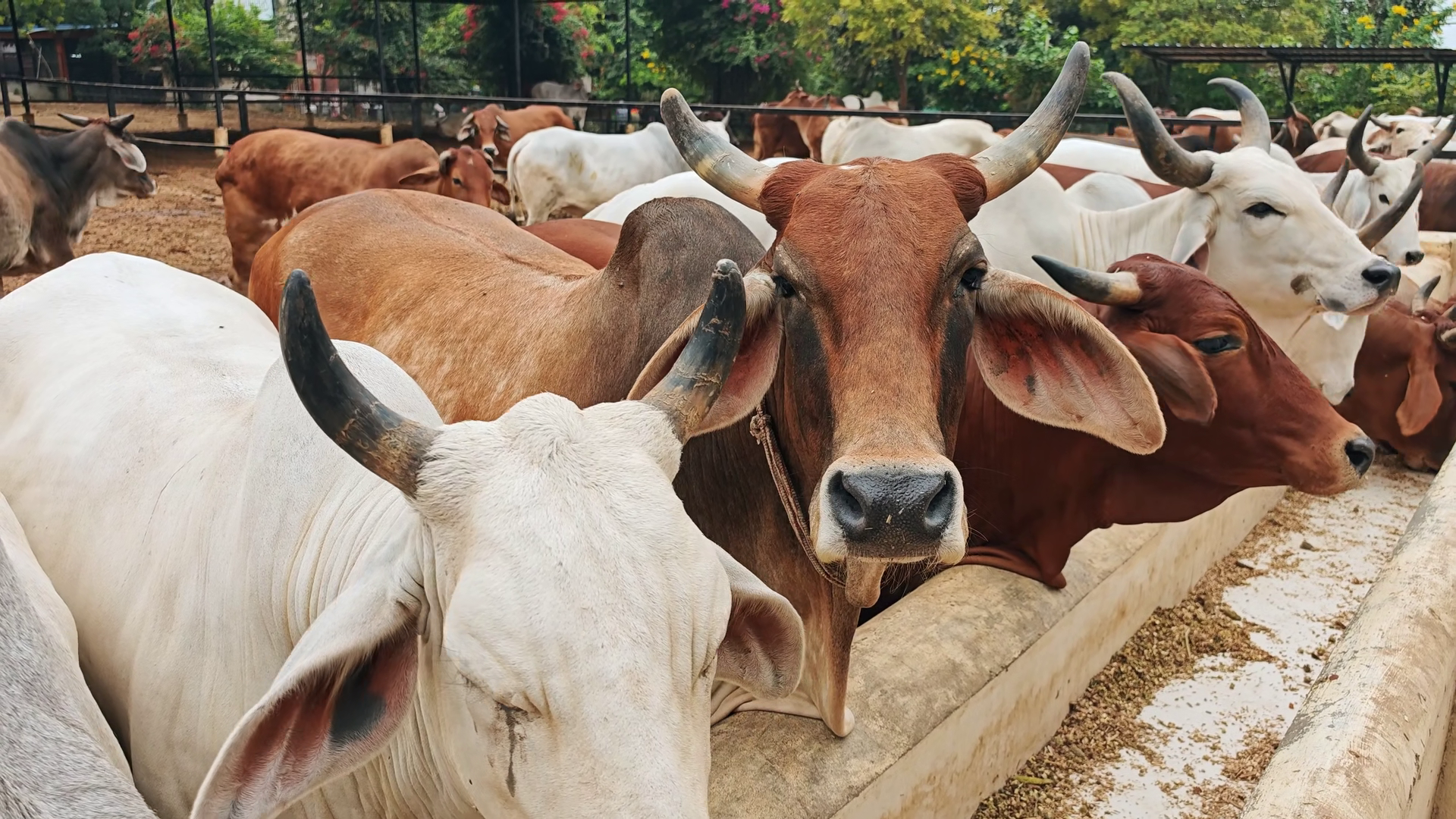 Cows Gathered In Farmyard In India Stock Footage SBV-353632173 ...
