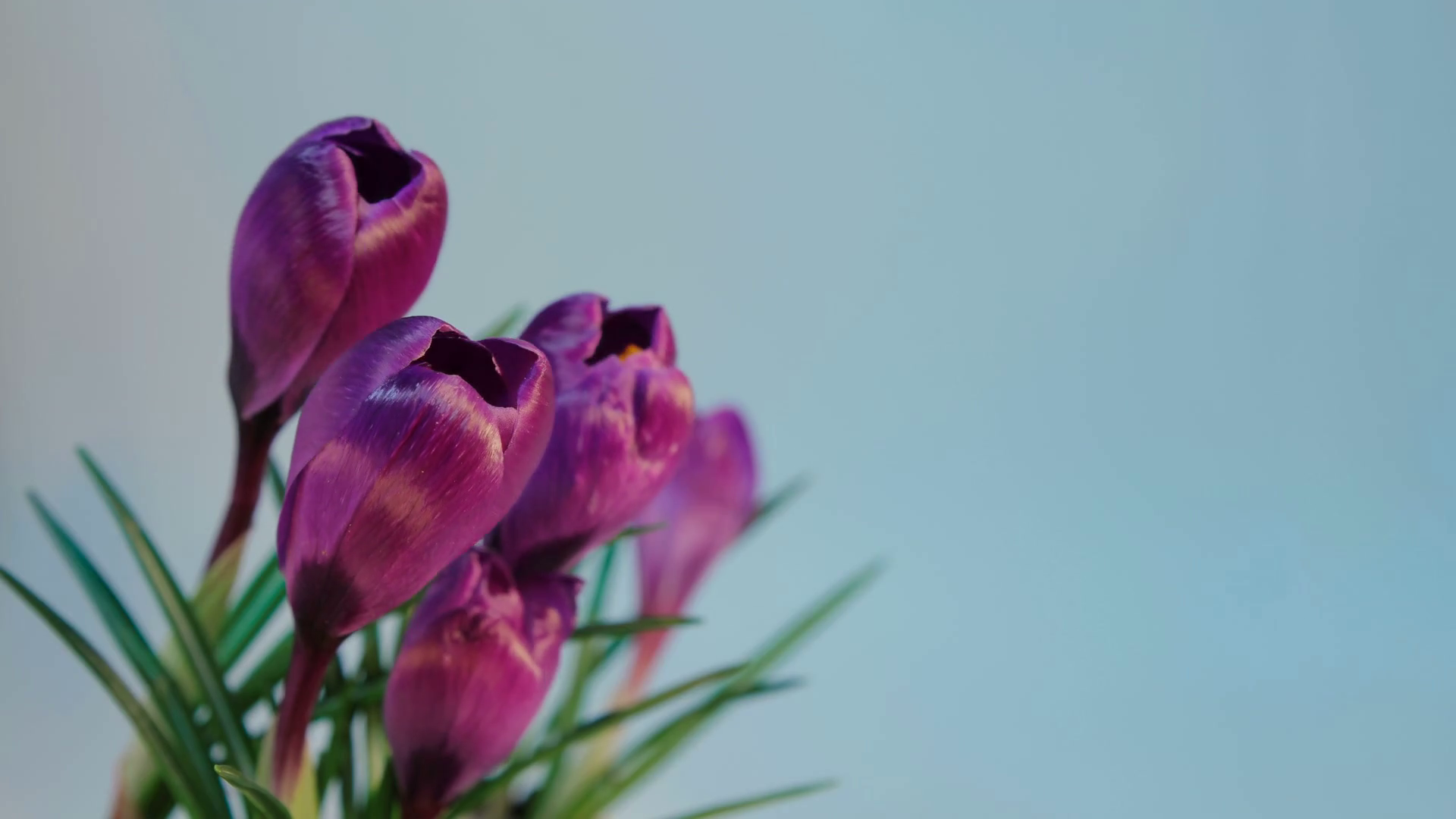 Flower Blooming Timelapse Stock Footage SBV307026074 Storyblocks