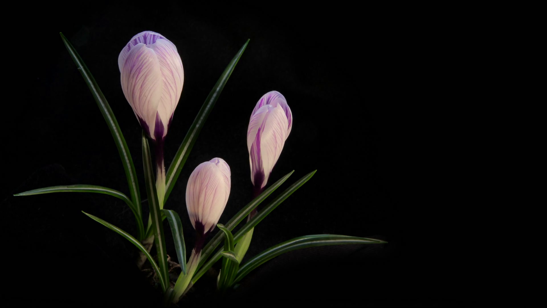 Flowers Blooming Timelapse Stock Footage SBV307026120 Storyblocks