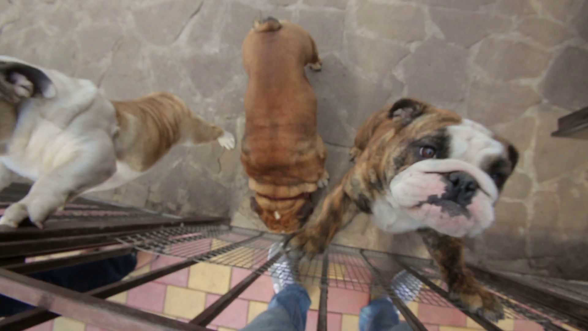 happy english bulldog jumping on camera Stock Video Footage 0014 SBV