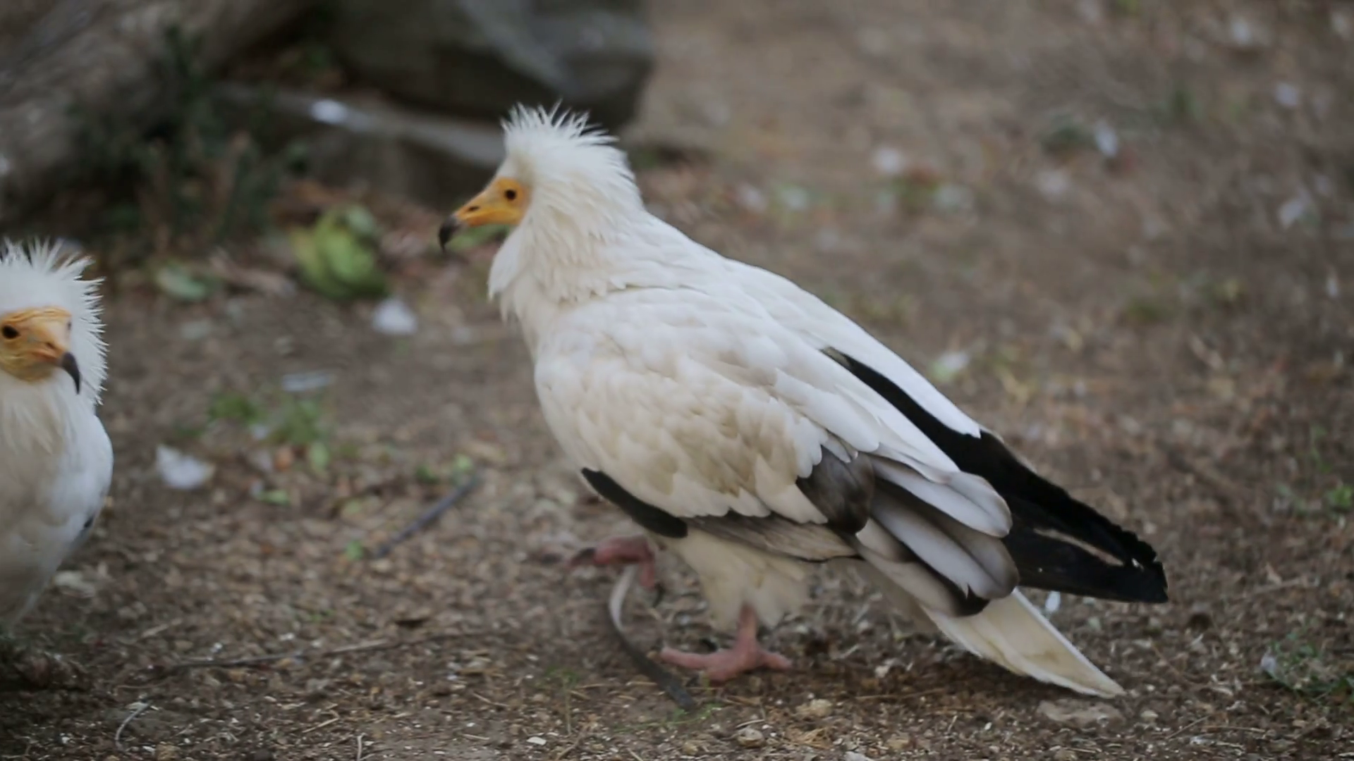 Portrait Of Egyptian Vulture Stock Footage SBV307082322 Storyblocks