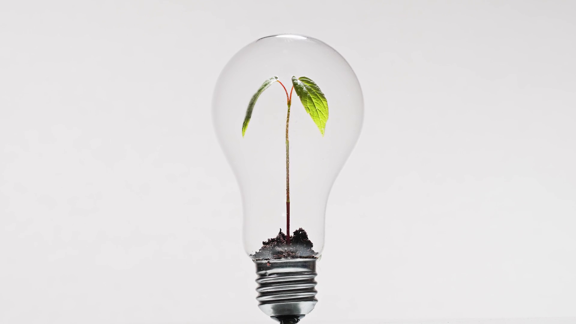 Light bulb with green plant sprout inside Stock Video Footage 0010 SBV