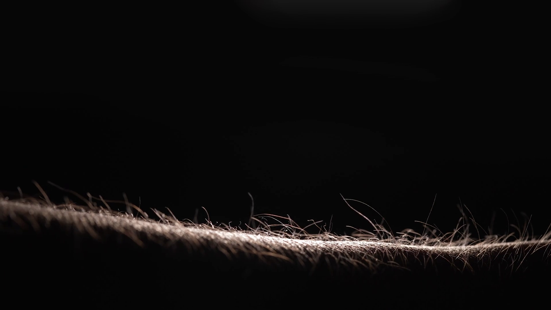 Human Hair Standing On End Stock Footage SBV346740377 Storyblocks