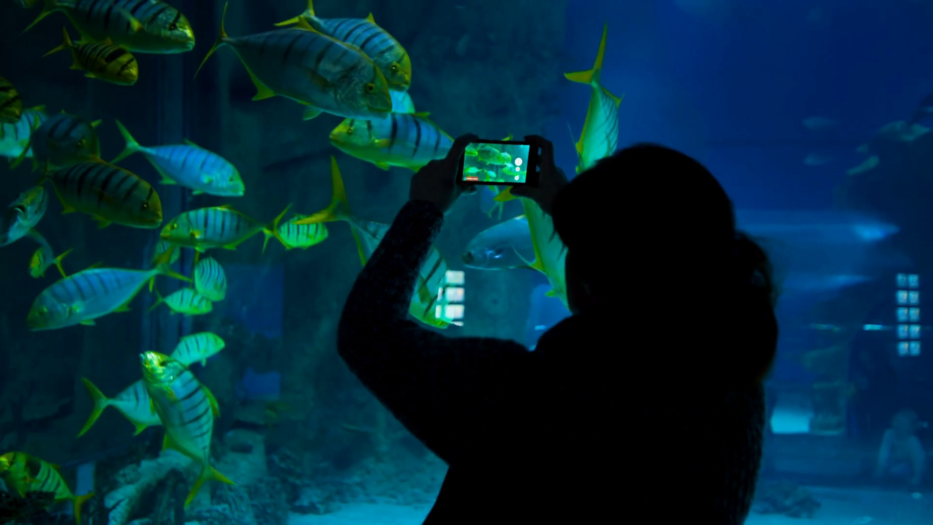 A Woman Shoots Video Of Fishes In Oceanarium Stock Footage SBV314847260 Storyblocks