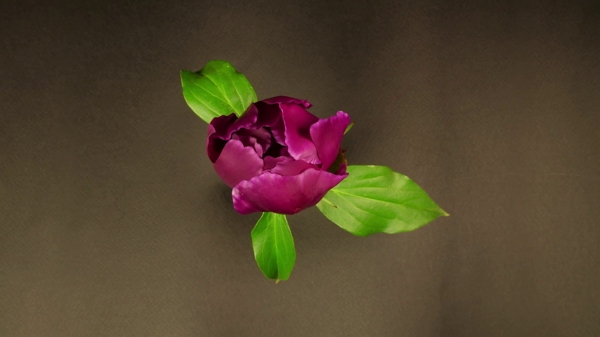 Beautiful Flower Blooming Stock Footage SBV324493184 Storyblocks