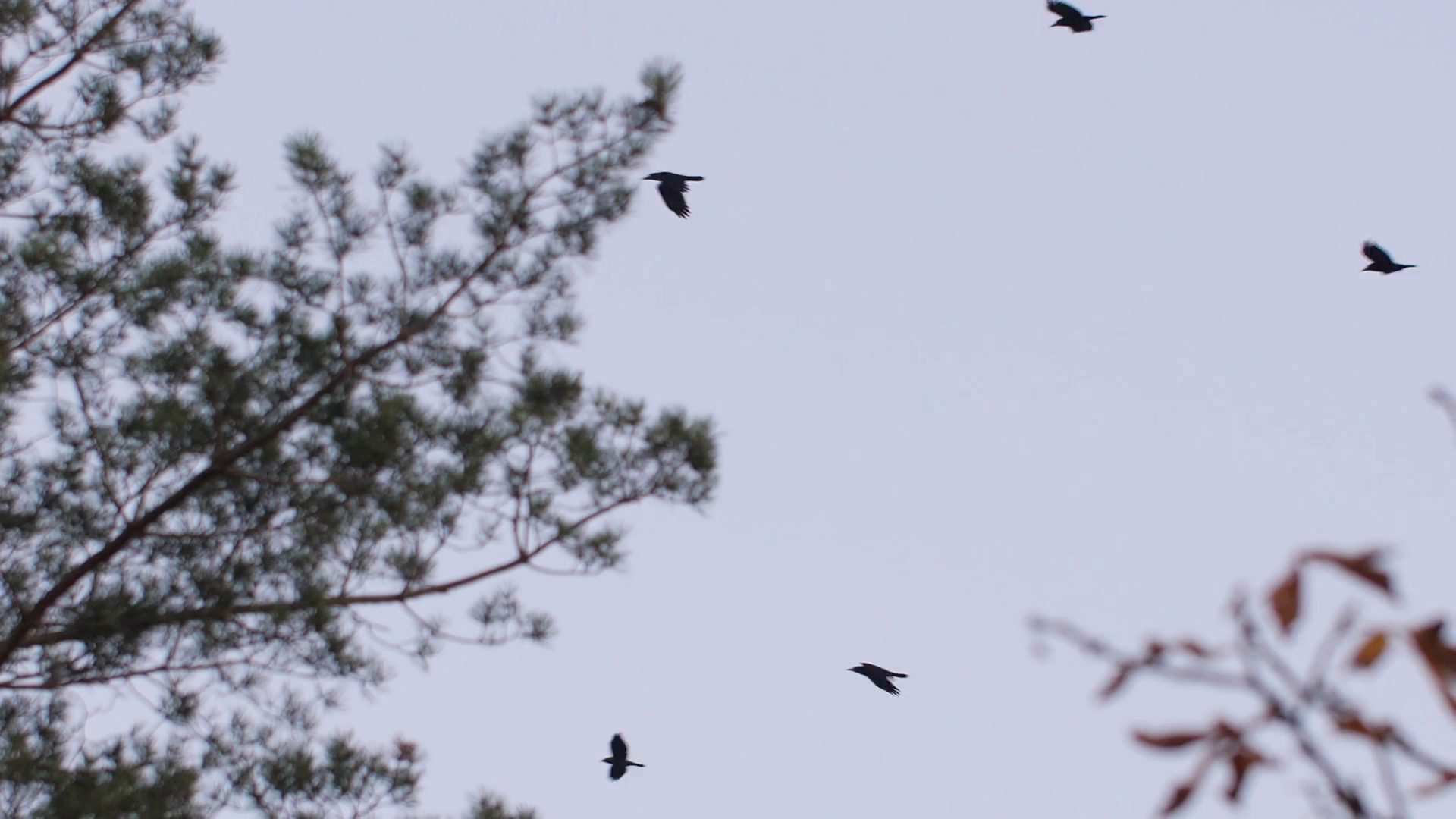 Birds Flying Through Trees Stock Footage SBV331047966 Storyblocks