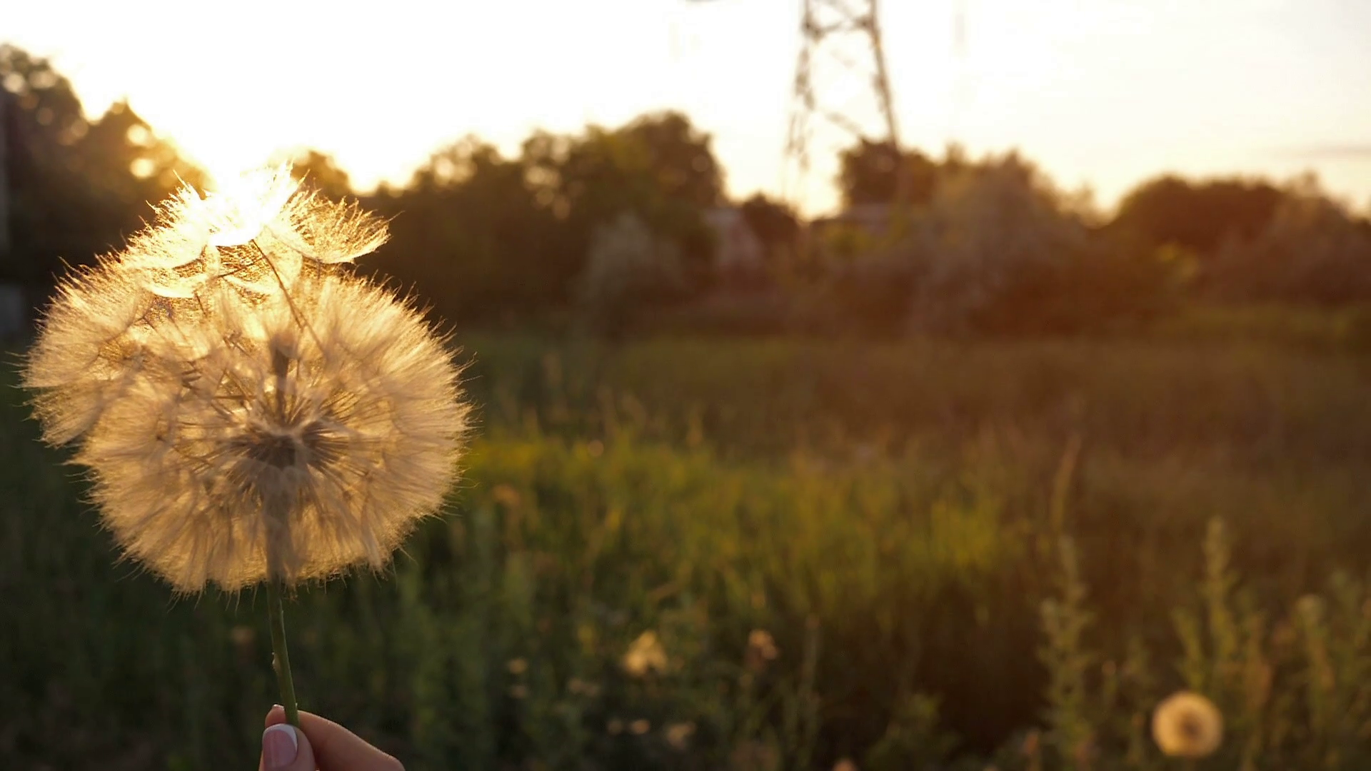 Blowing On Dandelion Stock Footage SBV315742724 Storyblocks