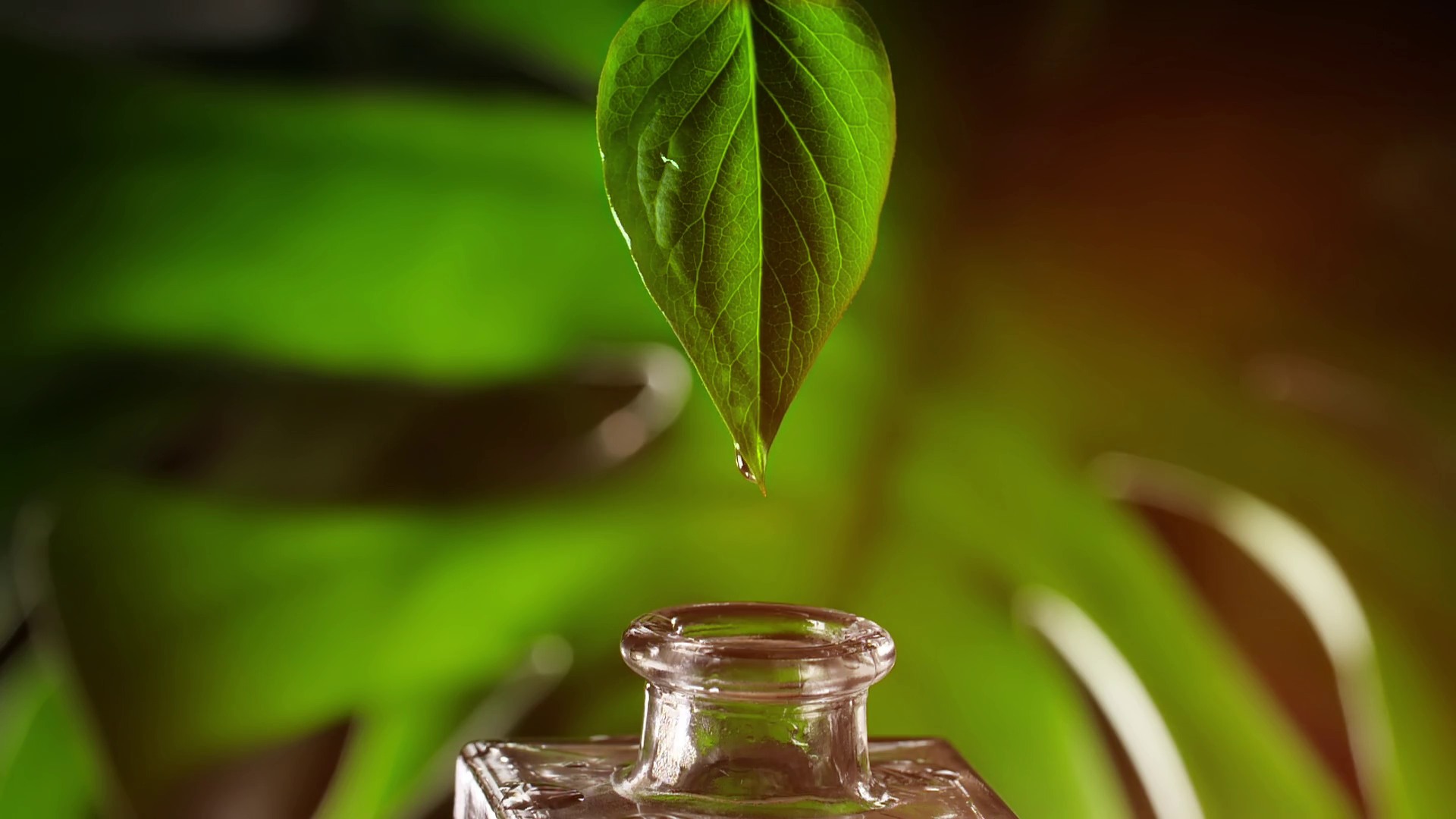 Herbal, alternative medicine, oil drop falling down from a leaf to the