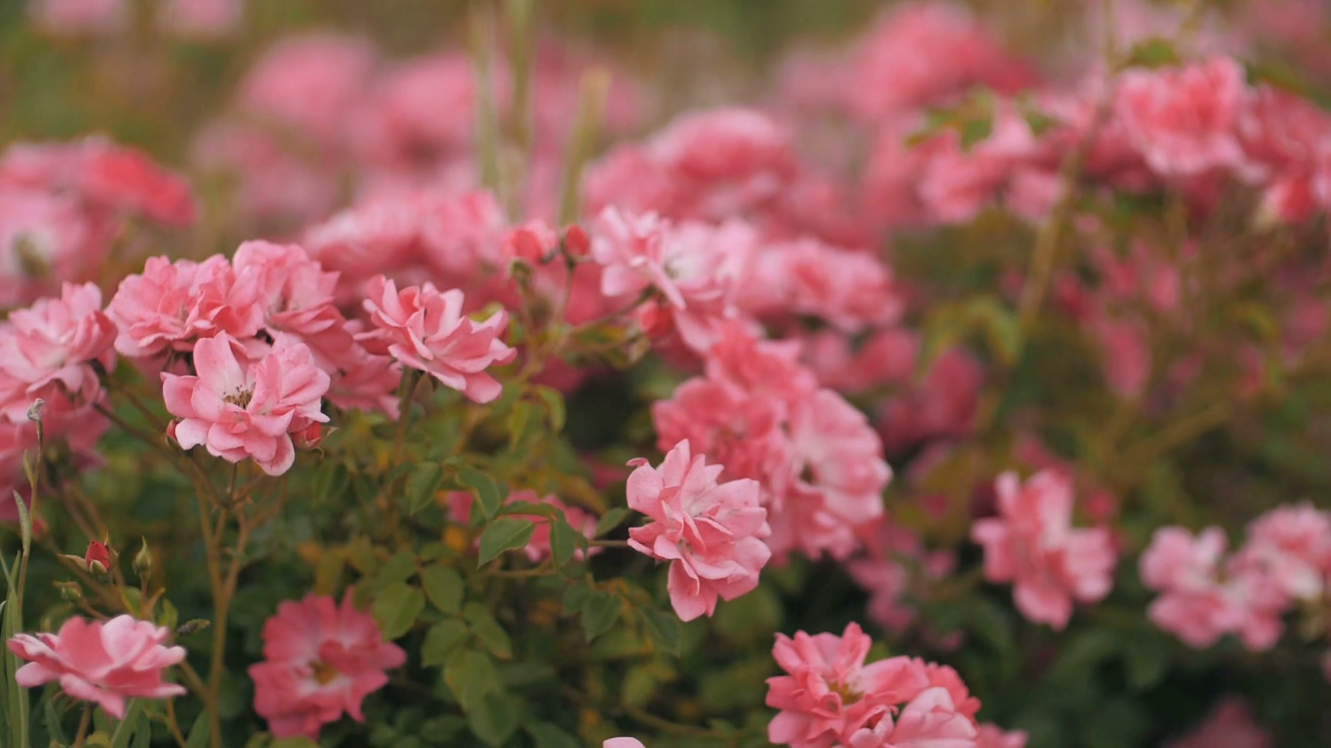 Red roses on the wind Stock Video Footage Storyblocks