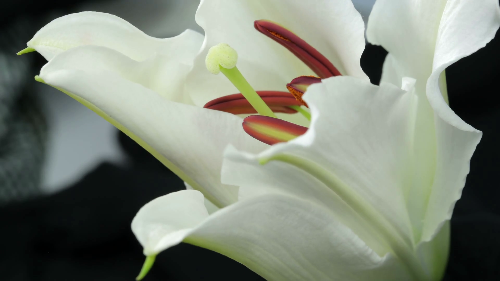 White Lily Blooming Stock Footage SBV314052938 Storyblocks