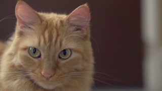 Cats green eyes looking around