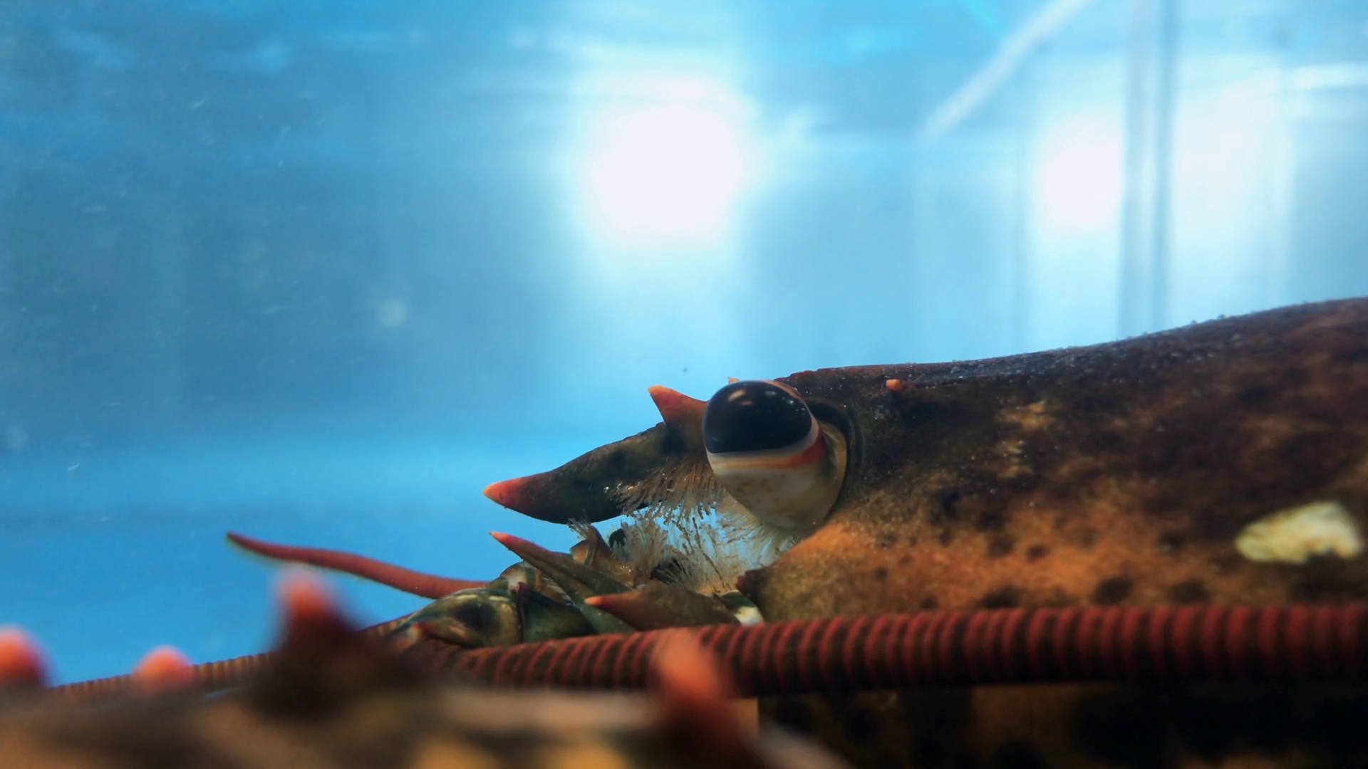 Close up on Lobster eye in aquarium for sale 4k Stock Video Footage