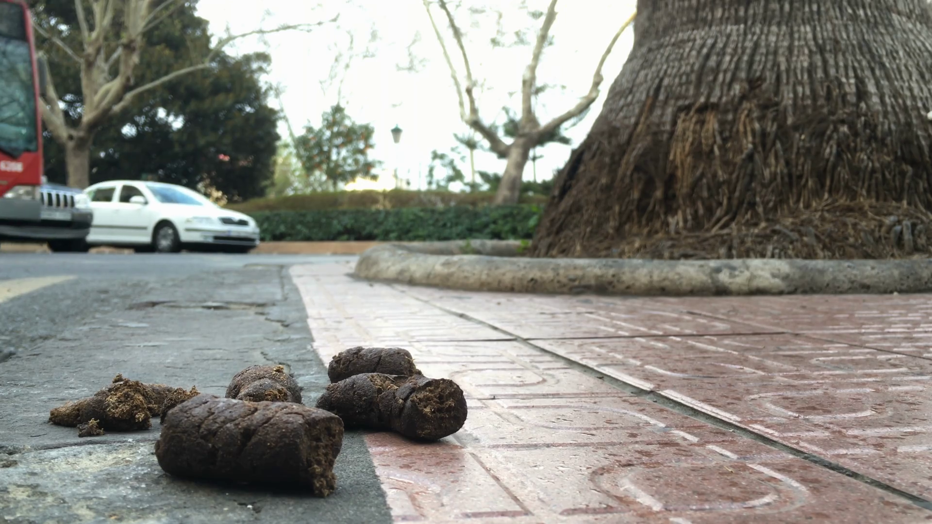 Dog Poop On Sidewalk In City 4k Stock Footage SBV307154413 Storyblocks