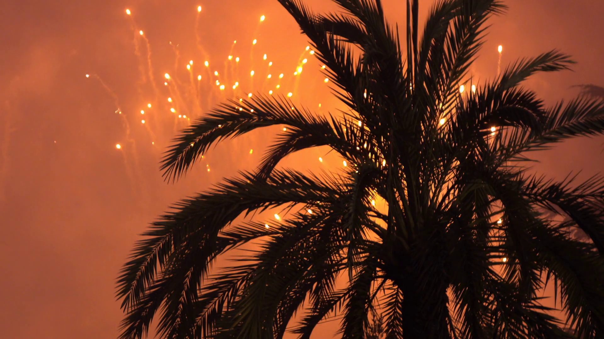 Fireworks exploding in background of palm tree on summer evening 4k