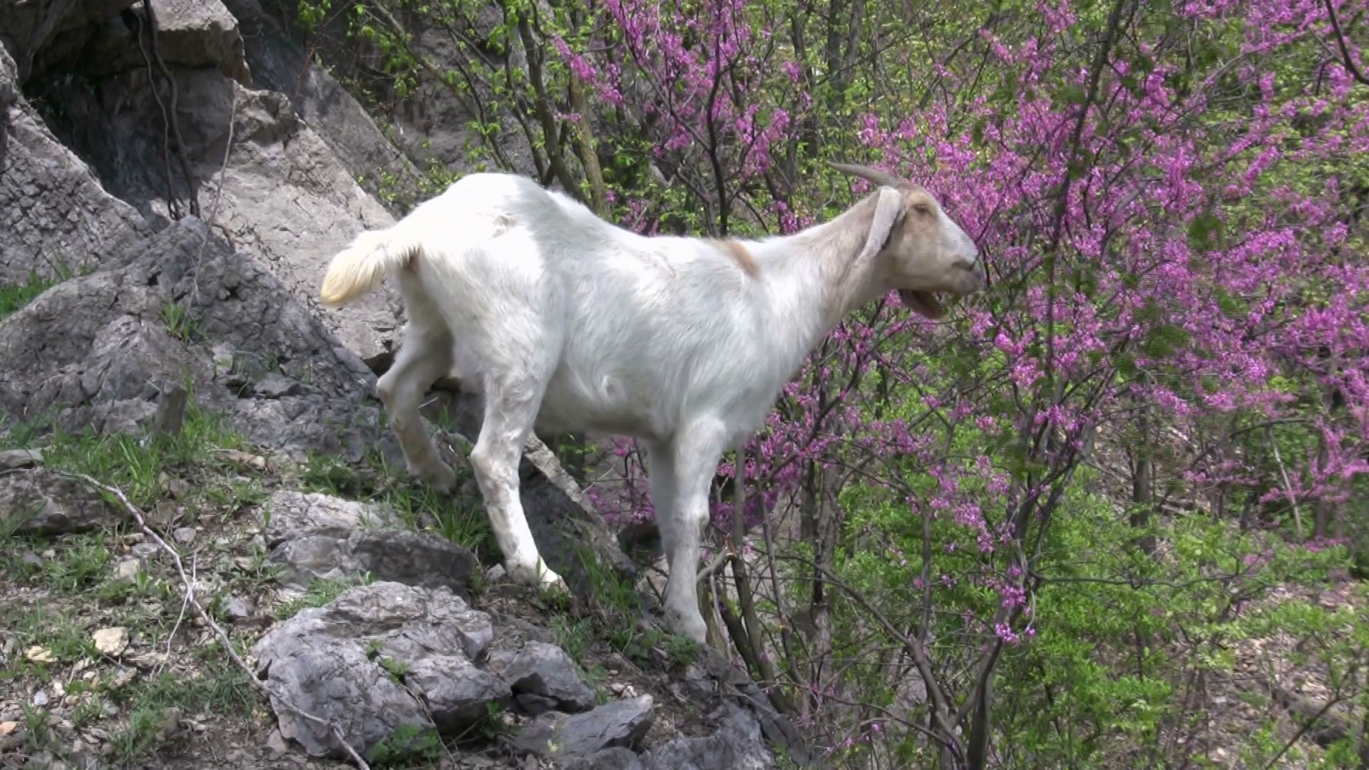 Mountain Goat Standing On Hill Stock Footage SBV300817411 Storyblocks