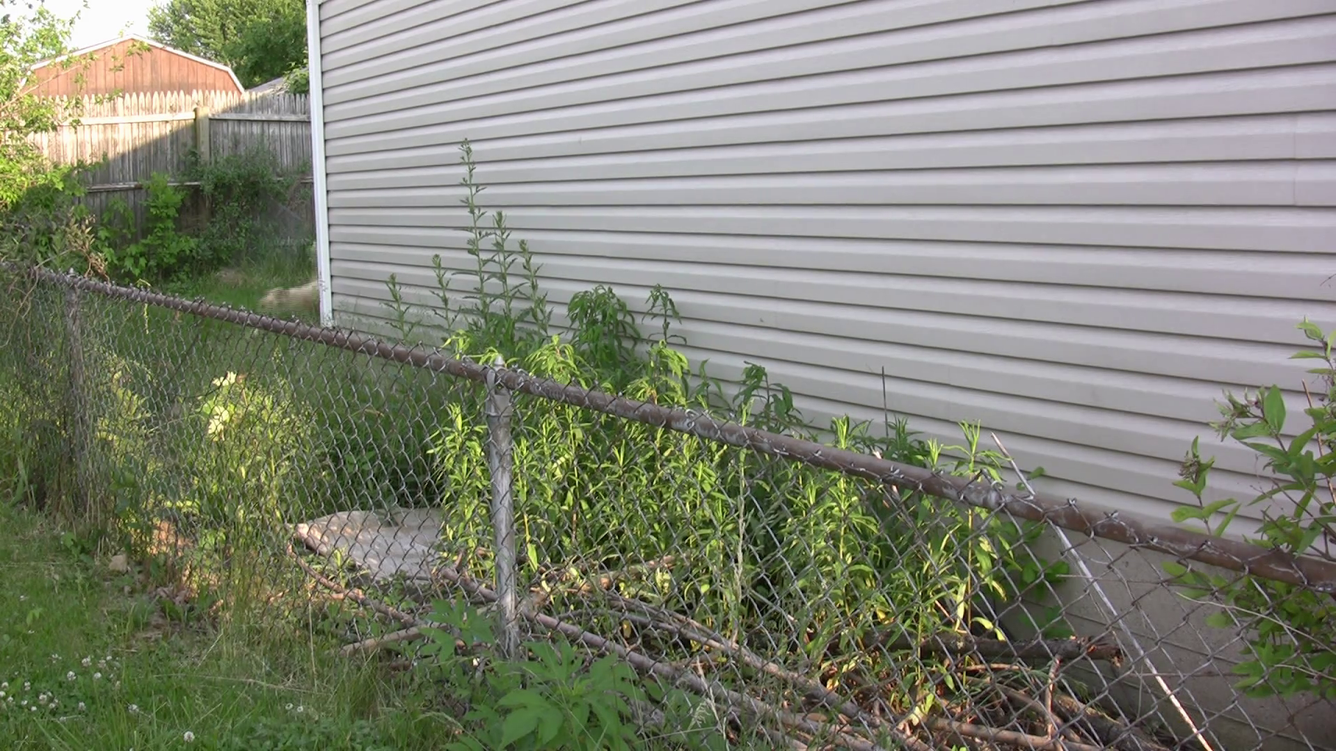 Neighbor Dog Barking Stock Footage SBV300817431 Storyblocks