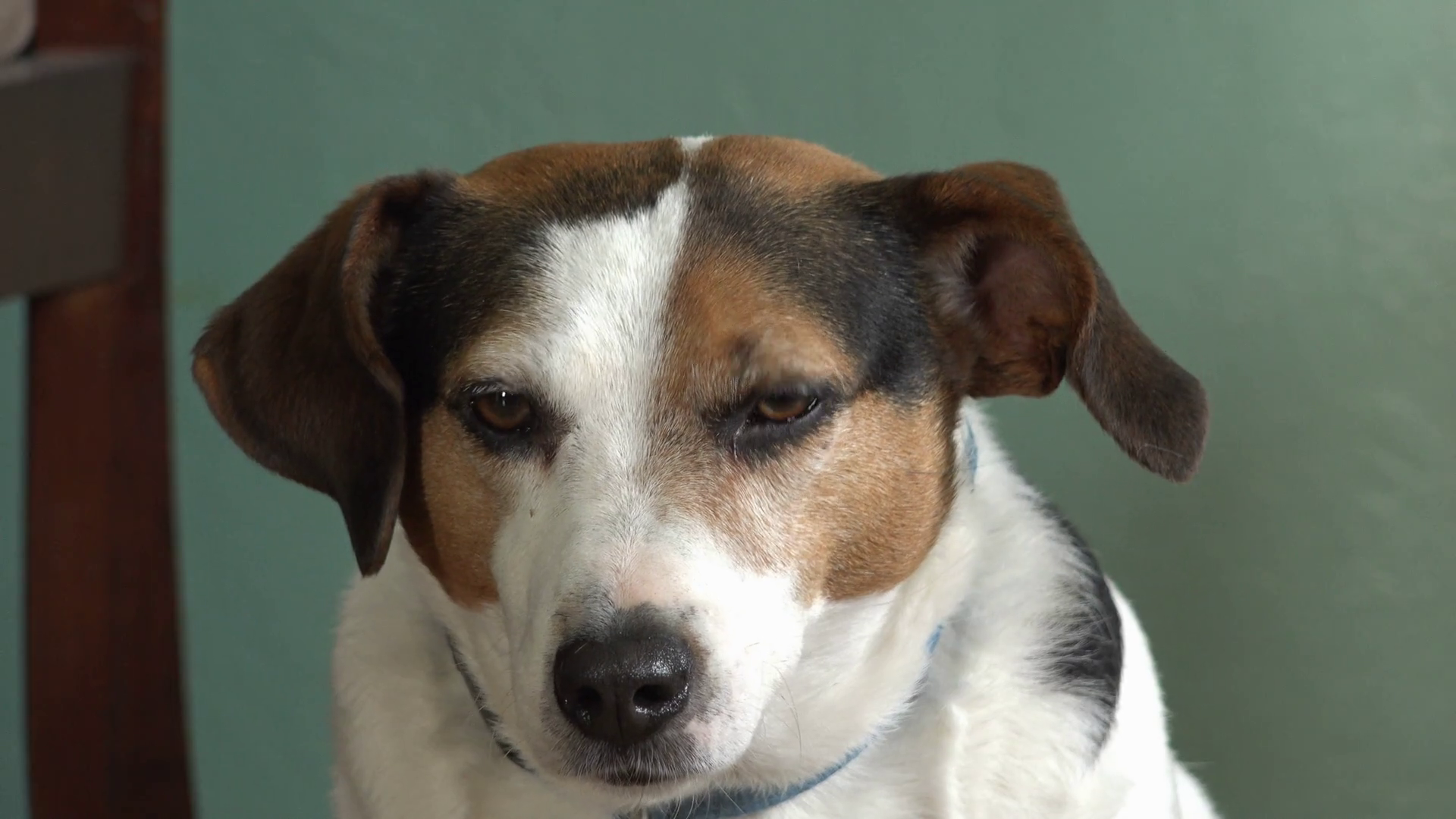 Overweight Jack Russell Terrier looking at camera 4k Stock Video