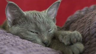Sleeping kitten opens green eyes