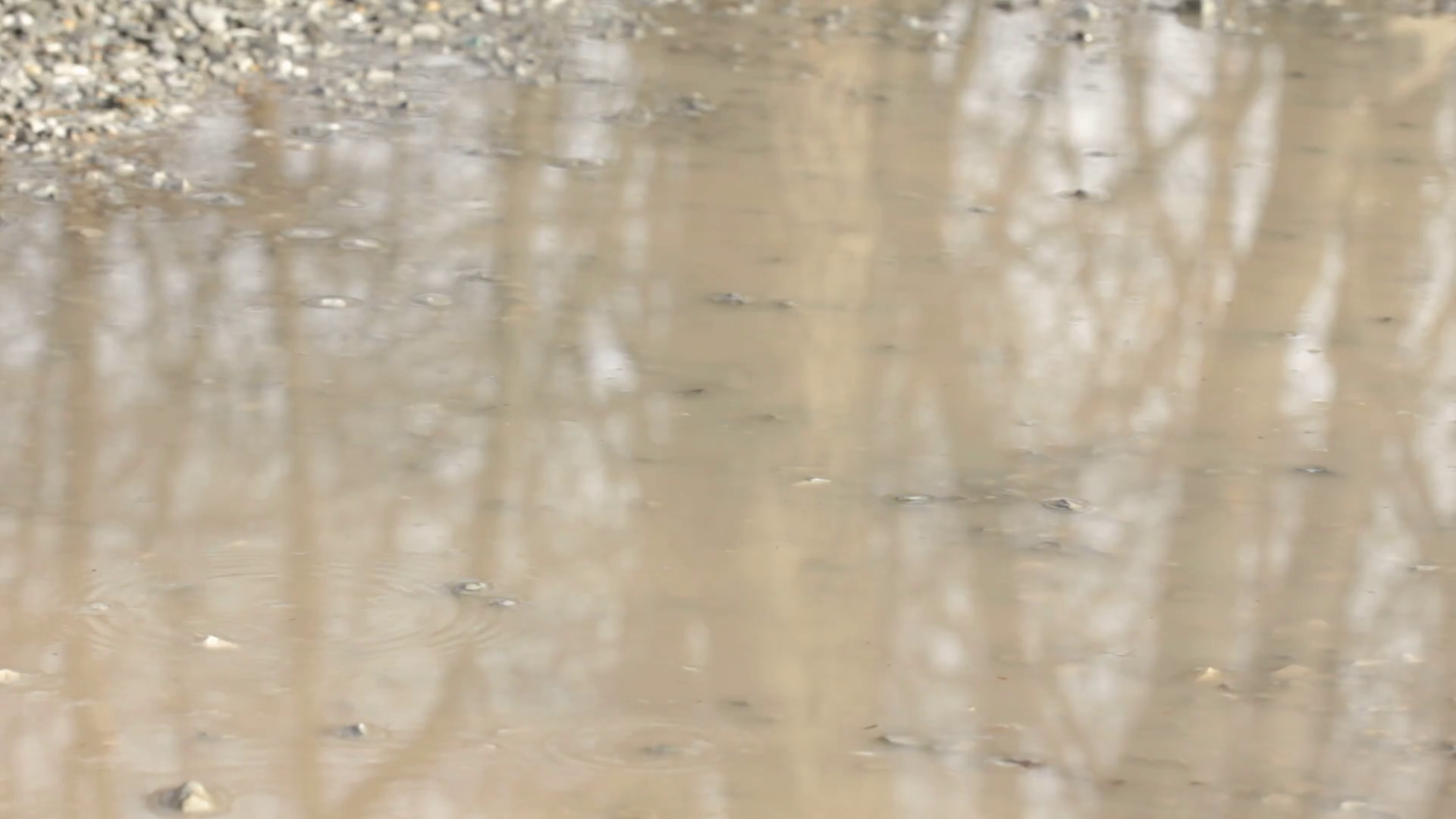 Throwing Rocks Into Mud Puddle Stock Footage SBV301092814 Storyblocks