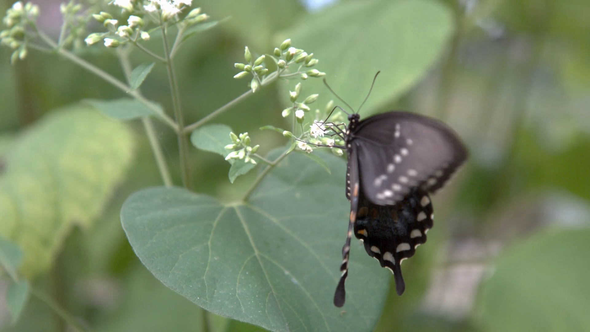 Butterfly Sitting On Flower Flapping Wings Stock Footage SBV328594402